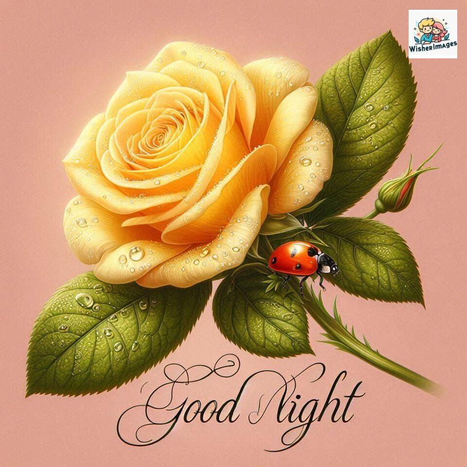 90+ Rose Good Night Images HD- Free Download 72 good night rose flower images rose good night images hd ()