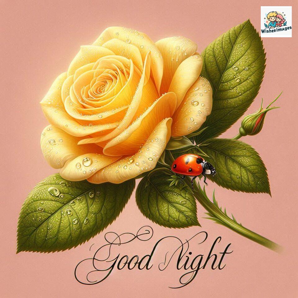 good night rose flower images rose good night images hd ()