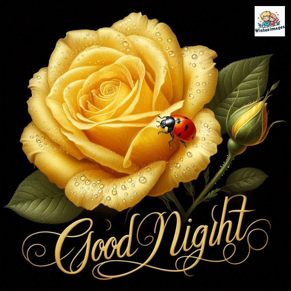 90+ Rose Good Night Images HD- Free Download 77 good night rose flower images rose good night images hd ()