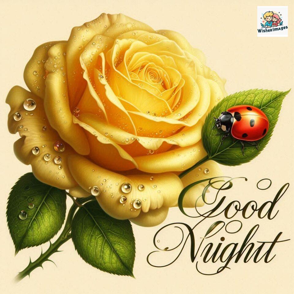 good night rose flower images rose good night images hd ()