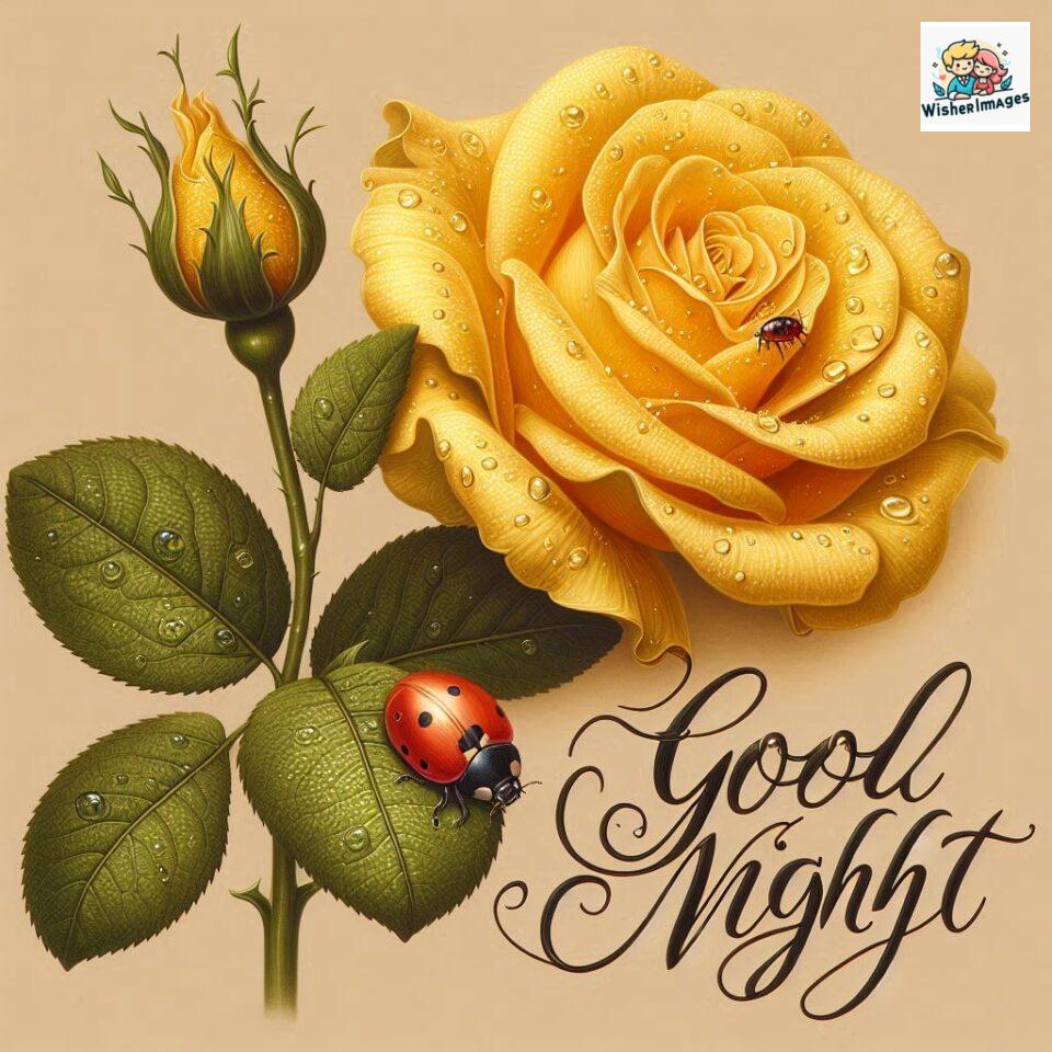90+ Rose Good Night Images HD- Free Download 85 good night rose flower images rose good night images hd ()